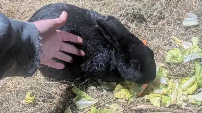 Free Rabbit , View more