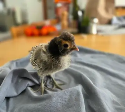 Cream Brabanter Chicks for Sale, View more