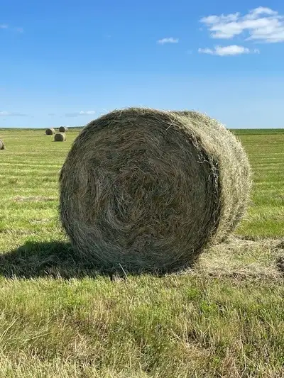 Alfalfa with Brome and Timothy mixed bales. 280 available. Asking $70/bale obo. call or text 204-476...