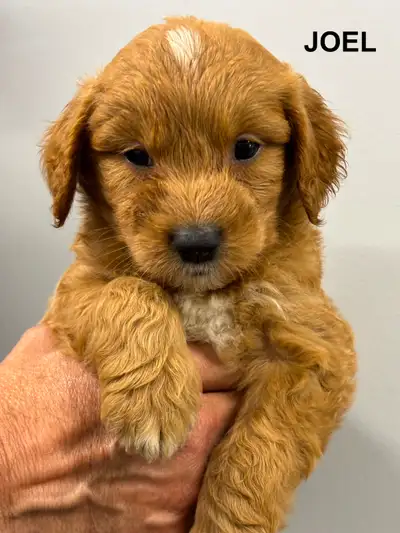 WAVENY GOLDENS - F1 Goldendoodle Puppies, View more