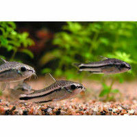 Pygmy Cory Cat Fish