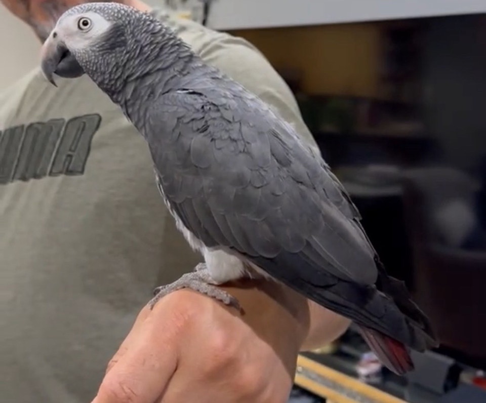 URGENT REHOMING! 4-Year-Old Talking Parrot | Birds for Rehoming ...