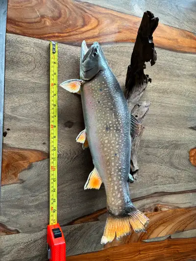 17inch long Brook Trout caught in BC lake. Mounted on hard driftwood for the wall.