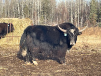 Wanted Yak Bulls 