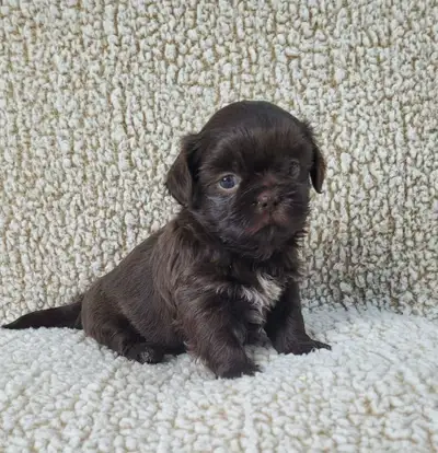 Bichon shihtzu puppies, View more