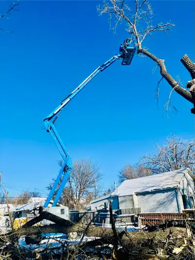 Affordable tree removal, View more