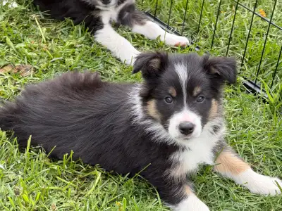 3 male tri colour border collie puppies. 8 weeks old on June11. Both parents are health tested and c...
