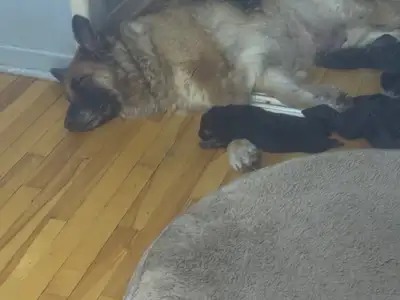 Berger Allemand pure et tres mignone deja . Elle va etre vermifuger et premier vaccin donner Joseph...