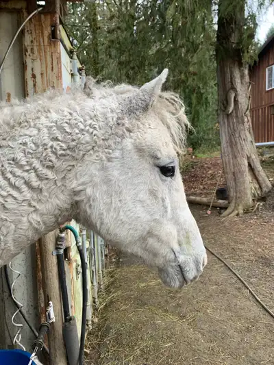 The sweetest face to greet you every morning Shes is not mareish at all, very kind personality 7-Yea...