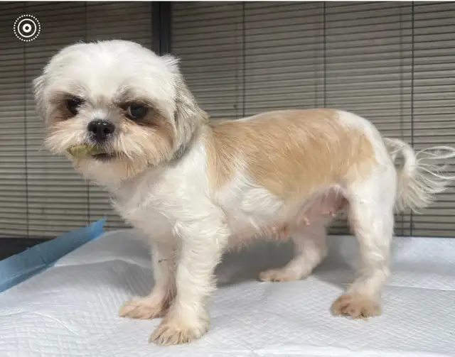Shih Tzu female in Dogs & Puppies for Rehoming in Ottawa - Image 2