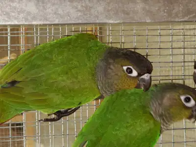 Green Cheek Conure, View more