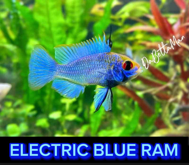 Electric Blue Ram Dwarf Cichlid —  8 LEFT— Electr in Fish for Rehoming in Leamington