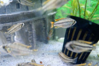 Apistogramma Cacatuoides "Double Red"