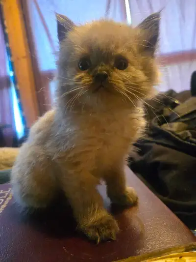 Himalayan female for rehoming, View more