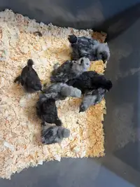 3 week old chicks 