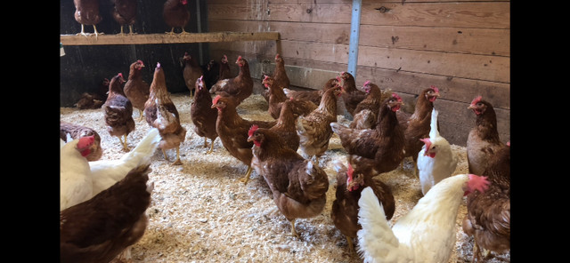 Chickens in Livestock in Oshawa / Durham Region