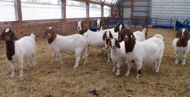 CMGA REGISTERED BOER GOATS in Livestock in Peterborough