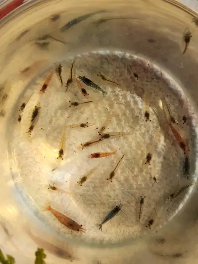 60 Mixed Shrimp for Feeders or Pets!, View more