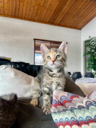 ❤️Bengal/Persian-Like Mixed Kittens❤️ *READ DESCRIPTION*, View more