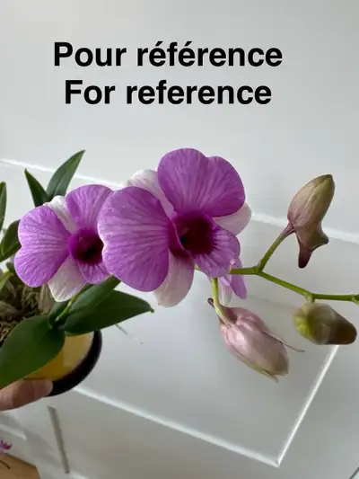 Orchidée Dendrobium bigibbum x Pink Pixie, View more