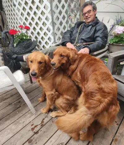 Dog Boarding Calgary, View more