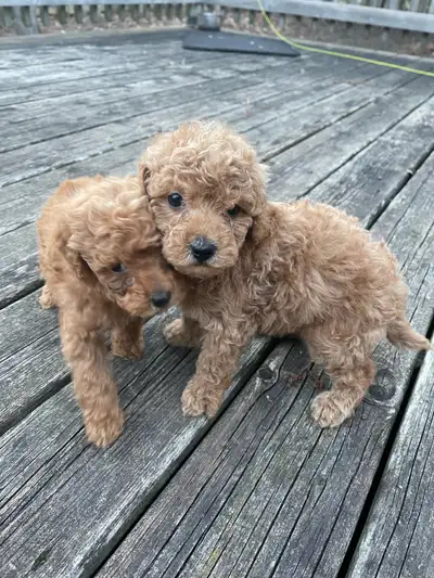 Toy Poodle Puppies – Ready for Their New Homes, View more