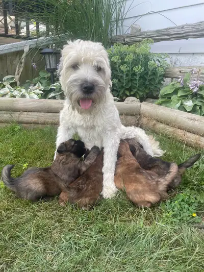 soft coated wheaten terrier pups, View more