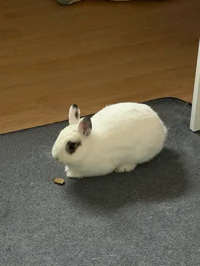 spayed 1 year old netherland dwarf, View more