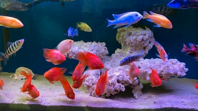 We Take Unwanted Cichlids. Contact us! :) in Fish for Rehoming in Edmonton - Image 3