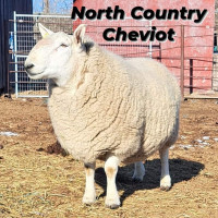 North country cheviot