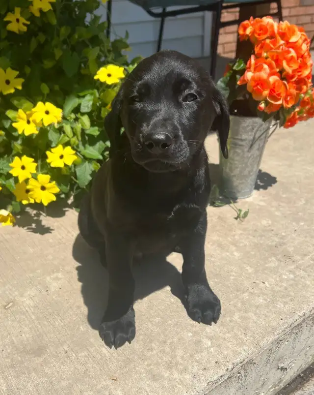 Lab Mix puppies please call 705-995-5137 in Dogs & Puppies for Rehoming in Barrie - Image 9