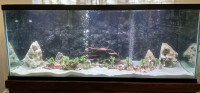 Custom made 3D background for  Reptile Terrarium tank  . 