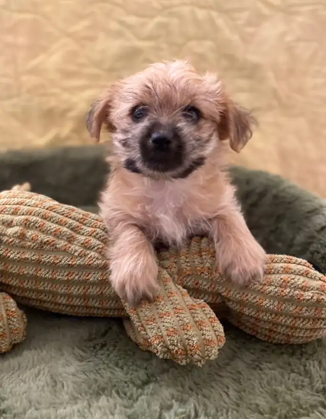 Adorable Morkies in Dogs & Puppies for Rehoming in Oakville / Halton Region - Image 7