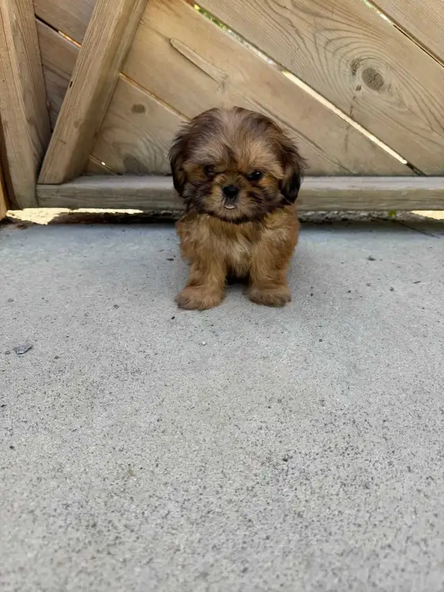 Two Adorable Shih-Tzu Puppies Looking for There Forever Homes in Dogs & Puppies for Rehoming in Oakville / Halton Region - Image 8