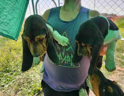 pure breed female basset hound puppies, View more