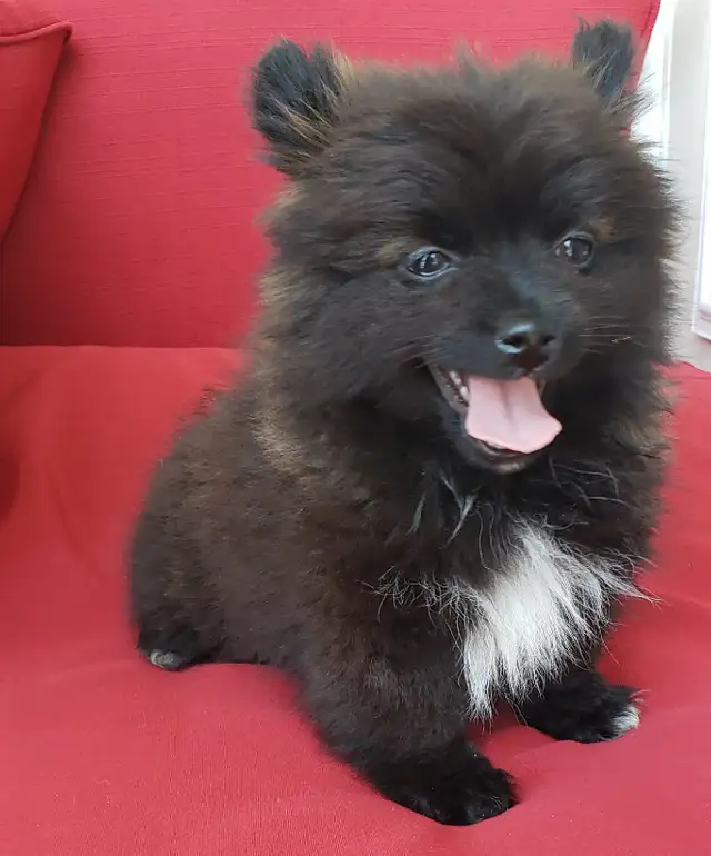 pomeranian male puppy  in Dogs & Puppies for Rehoming in Winnipeg - Image 4
