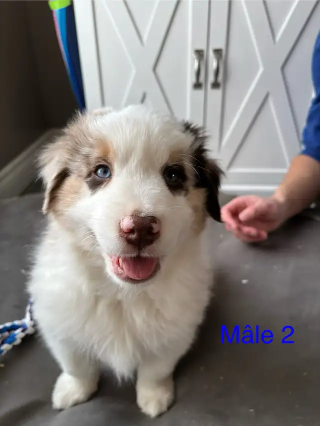 Berger australien in Dogs & Puppies for Rehoming in Victoriaville - Image 3