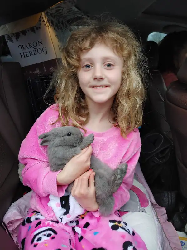 EXTRAORDINARY NETHERLAND DWARF, HOLLAND LOP, MINI REX, LIONHEAD in Small Animals for Rehoming in Cornwall - Image 2