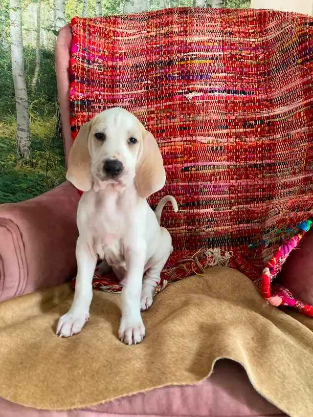 Rare opportunity. in Dogs & Puppies for Rehoming in City of Toronto - Image 3