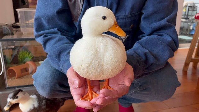 Call duck eggs for hatching  in Livestock in Comox / Courtenay / Cumberland