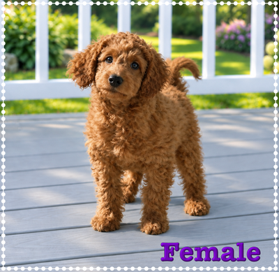 Mini-GoldenDoodle F1b Puppies, View more