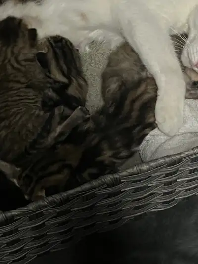 kittens bengal x domestic, View more