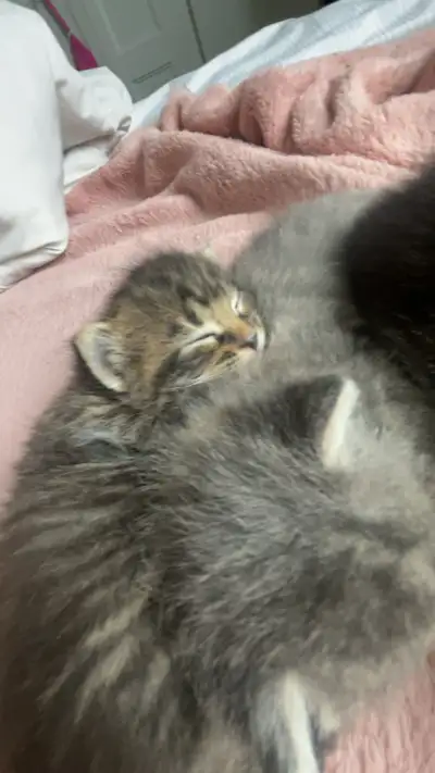 bébé chat à vendre!!, View more