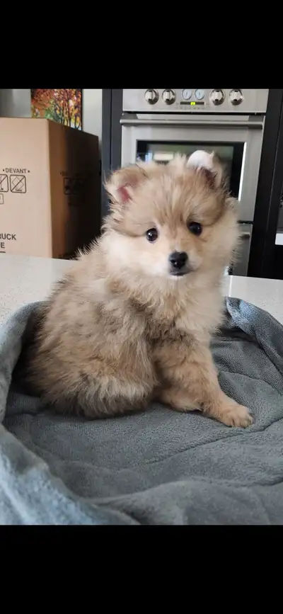 Sweet  Pomeranian Puppies!, View more