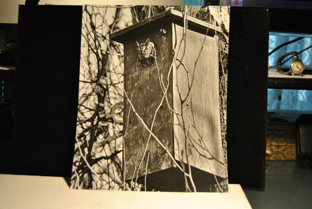 5 Pieces Photo Art Nature . Lot # 4 in Arts & Collectibles in Vancouver