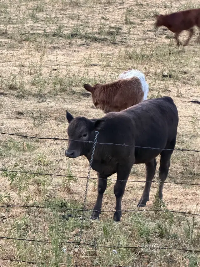 Assorted sizes and breeds of weaned calves heifers and steers in Livestock in Vernon - Image 11