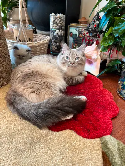 Playful, cuddly and have good temperaments . Do affectionate . She is healthy, beautiful and well so...
