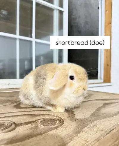 **Adorable Holland Lop Baby Bunnies**, View more