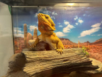 SOLD - Bearded Dragon +Accessories and 30 gallon tank