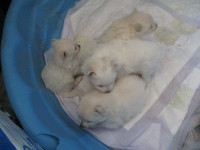 PURE Pomeranian Puppies,  4 White Females Adorable.